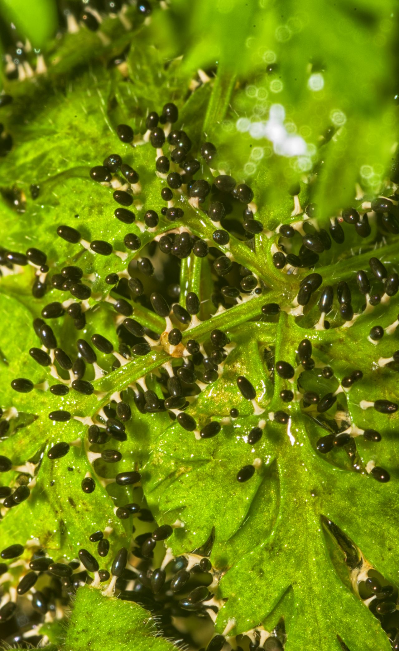 La Diachea leucopodia, un mixomicete da 1mm